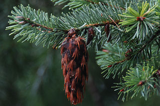 Douglas fir