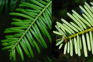 Needles