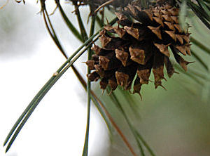 Needles and cone
