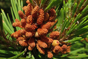 Pollen cones