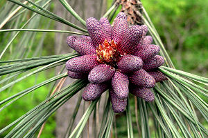 Pollen