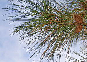 Needles