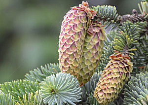 Cones