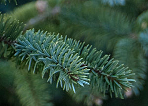 Sitka Spruce