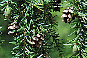 Cones