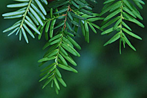 Needles