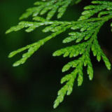 Western Red Cedar