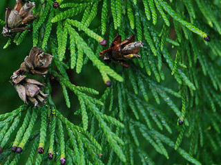 western red cedar