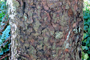 Bark