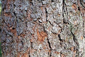Bark