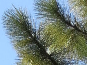 Twig