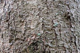 Bark