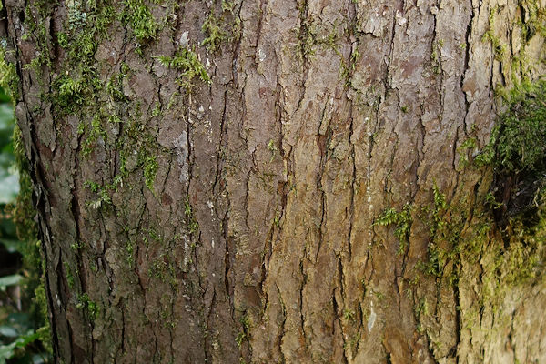 Bark
