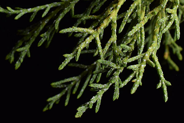 Twig