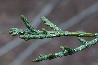 Twig