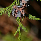 Port Orford Cedar