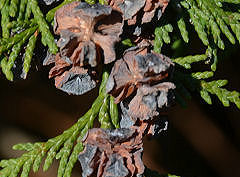 Port Orford Cedar