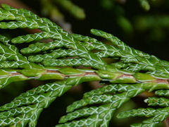 Twig