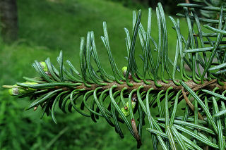 Twig