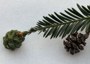 Reedwood
