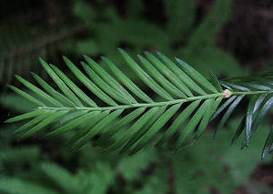Twig