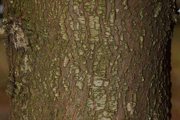 Bark
