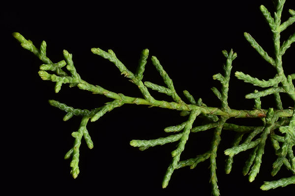 Twig