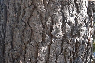 Bark