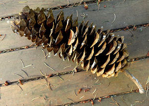 Sugar Pine