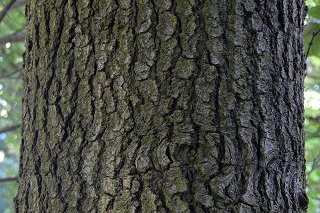 bark