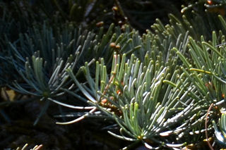 Twig