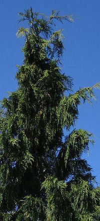 Alaska Cedar Photo