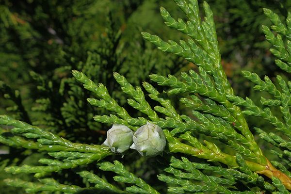 Alaska Cedar