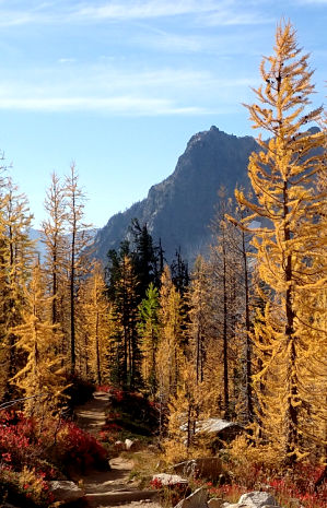 Alpine Larch