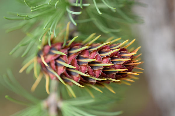 Alpine Larch