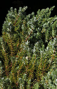 Common Juniper