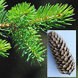 Engelmann spruce