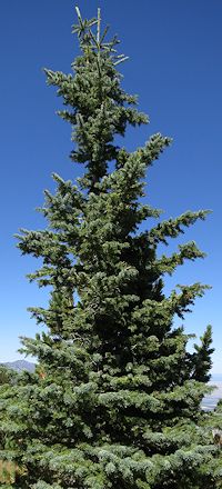 Engelmann spruce