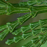 Incense Cedar