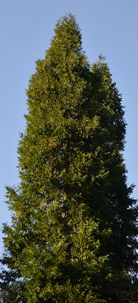 Incense cedar