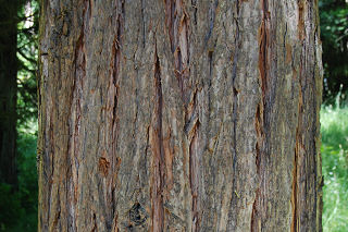 Bark