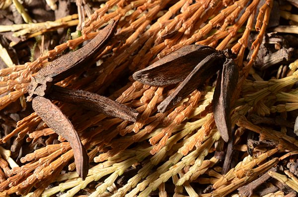 Incense Cedar