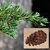 Mountain Hemlock