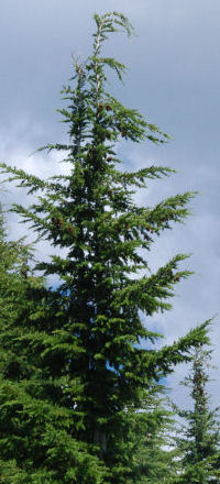 Mountain Hemlock