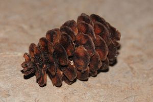 Mountain Hemlock