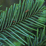 Noble Fir
