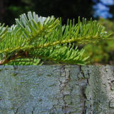 Pacific Silver Fir