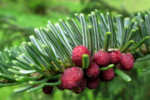 Pollen cones