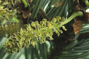 Old pollen cones