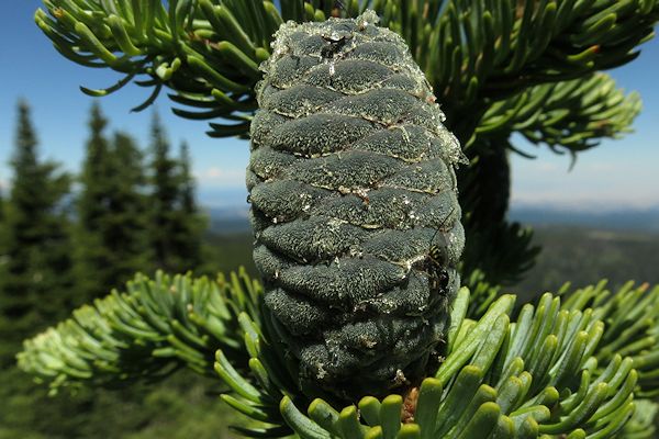 Subalpine Fir